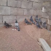 کبوتر پلاکی|پرنده|مسجد سلیمان, |دیوار