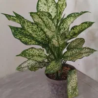 گلها فروشی|گل و گیاه طبیعی|خاش, |دیوار