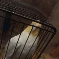 عروس هلندی لوتینو|پرنده|میاندوآب, |دیوار