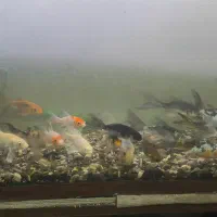 ماهی کوی ( کوهی ) نژاد دار