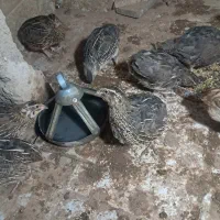 بلدرچین فقط نر  موجوده
