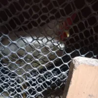 خروس قربانی