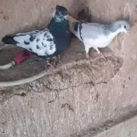 کفتر|پرنده|تربت‌حیدریه, بهشت عسکری|دیوار