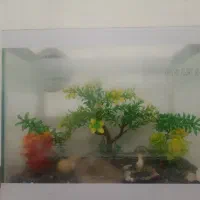 اکواریوم