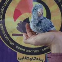 راهب آبی کراس اور سبز زرد آلبینو لوتینو بلو اسکای|پرنده|قم, شهرک قدس|دیوار