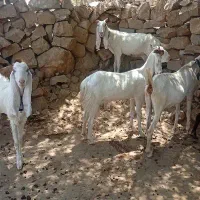 بز گلابی پاکستانی
