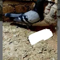 سرخ