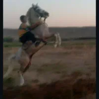 اسب‌کرد‌ نر