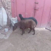 فروش دو راس گوسفند گوشتی ودامازدخ|حیوانات مزرعه|خواجه, |دیوار
