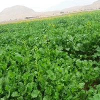 نیازمند کارگر برای پات کاهو و سبزی