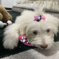 توله شیتزو تیریر