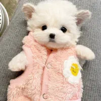 سگ پودل مالتیز عروسکی