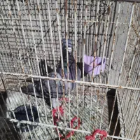 کبوتر‌|پرنده|تبریز, |دیوار