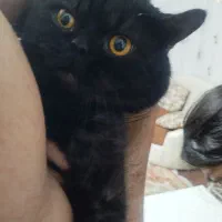 گربه ۴ ساله نر