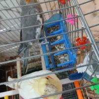 عروس هلندی تخم گذار