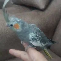 طوطی عروس|پرنده|محمدیه-قزوین, |دیوار