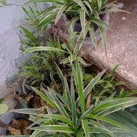 ماداگاسکار بزرگ و سه گل گندمی مخروطی|گل و گیاه طبیعی|ارومیه, |دیوار