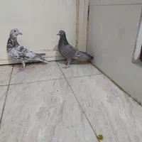 کبوتر سرور دورگ|پرنده|فولادشهر, فولادشهر|دیوار