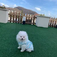 پامر نر نهایت بلوغ