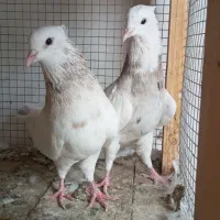 ۵جفت طوقی خوب