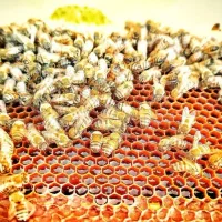 عسل درجه 1 خلخال به صورت عمده و خرده