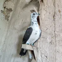 کبوتر|پرنده|شیراز, رحمت‌آباد|دیوار