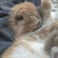 یک عدد خرگوش نر قهوه ای نژاد هلندی بالغ|موش و خرگوش|اردبیل, |دیوار