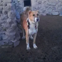 سگ فروشی|سگ|سده (خراسان جنوبی), |دیوار