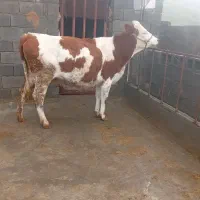 گاو سیمینتال درجه یک نژاد شیری.