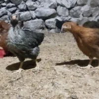 جوجه خروس و جوجه مرغ محلی|حیوانات مزرعه|ارژن, |دیوار