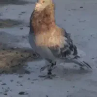 غوره ای پولکی نر|پرنده|زرین دشت (فارس), |دیوار