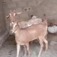 بزسومال با کهره ماده|حیوانات مزرعه|لامرد, |دیوار
