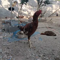 تخم مرغ لاری|حیوانات مزرعه|خشکبیجار, |دیوار