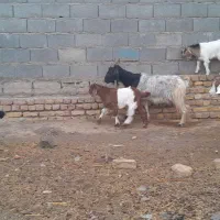 شاهبزمیشبرهبزبزغاله|حیوانات مزرعه|رضویه, |دیوار