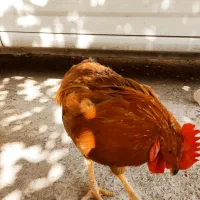 خروس معاوضه با پرنده