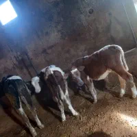 فروش ۵ راس گوساله نر سمینتال و شاروله|حیوانات مزرعه|جعفرآباد, |دیوار