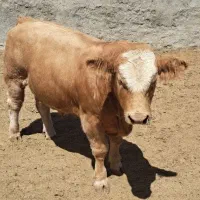 گاو گوشتی نقدی