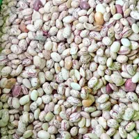 حبوبات|خوردنی و آشامیدنی|تهران, قصر فیروزه ۱|دیوار