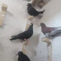 کفتر