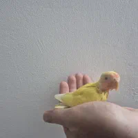 جوجه طوطی برزیلی سرلاکی