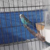 مرغ عشق|پرنده|سراب, |دیوار