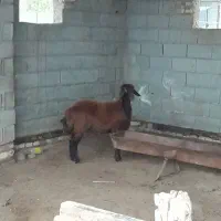 ی راس ماده افشاری