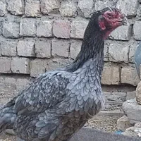 جوجه لاری|حیوانات مزرعه|ساوه, |دیوار