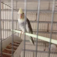 عروس هلندی مولد