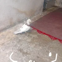 کبوتر تهرانی و قزوینی