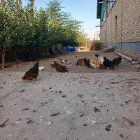 یک عدد خروس دورگ لاری ویک عدد مرغ