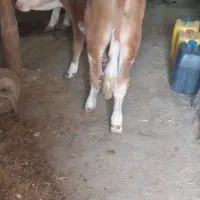 یک رآس گوساله سیمینتال درجه یک|حیوانات مزرعه|سراجو, |دیوار