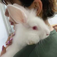 فروش خرگوش|موش و خرگوش|شاندرمن, |دیوار