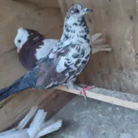 کفتر پرشی