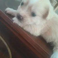 سگ فنجونی...